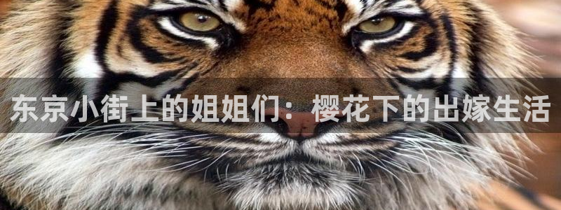 omofun苹果版安装包：东京小街上的姐姐们：樱花下的出嫁生活